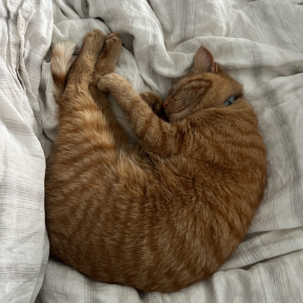 Meet your Posher, vicks